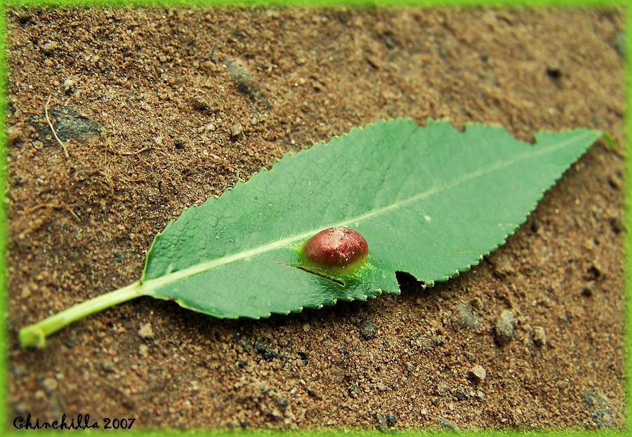 Pontania proxima 